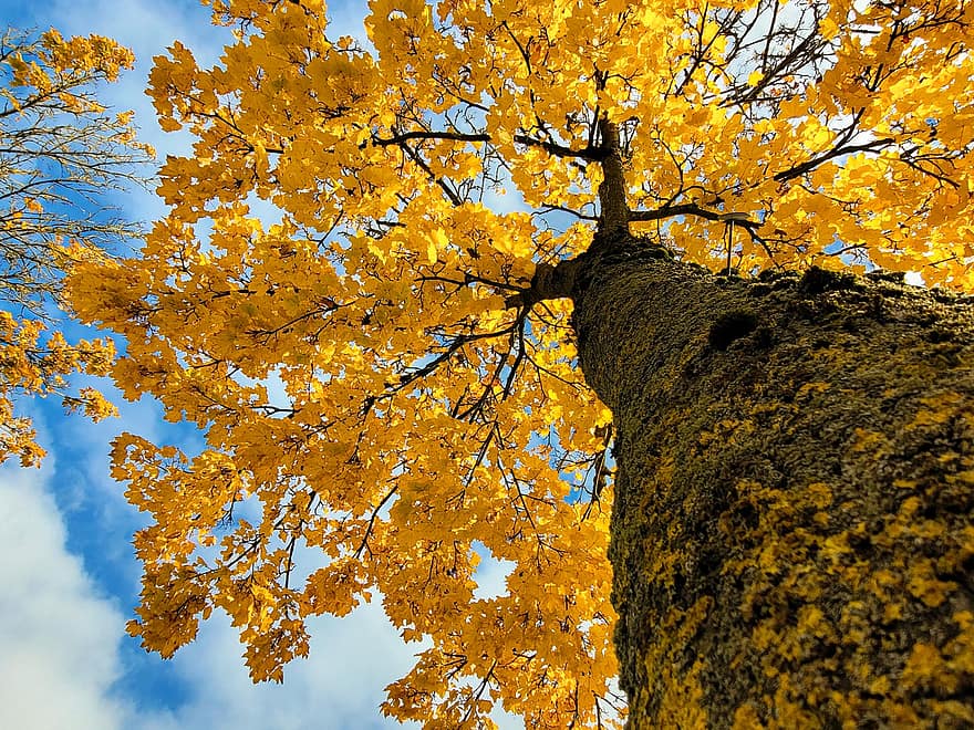 autunno, albero, foglie gialle, foglia, giallo, stagione, foresta, ramo, pianta, multicolore, colore vibrante