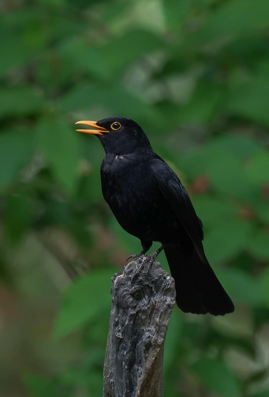 paukštis, Blackbird, gyvūnas, bendras juodas paukštis, eurazijos juodas paukštis, laukinės gamtos, fauna, dykumoje, miškas, pobūdį