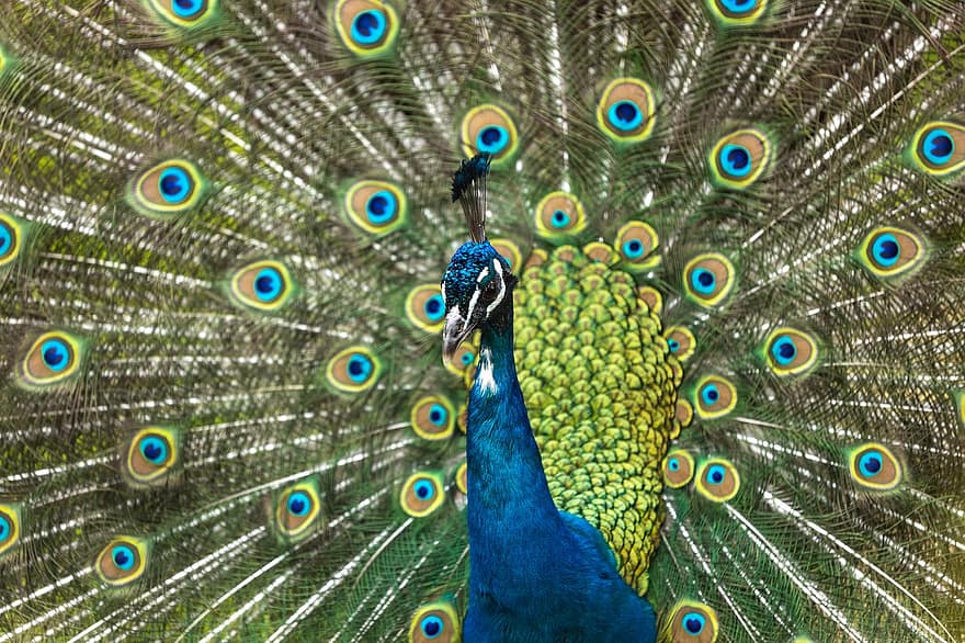 pavo real, pájaro, plumas de pavo real, animal, plumas, plumaje, pluma, multi color, azul, modelo, cola
