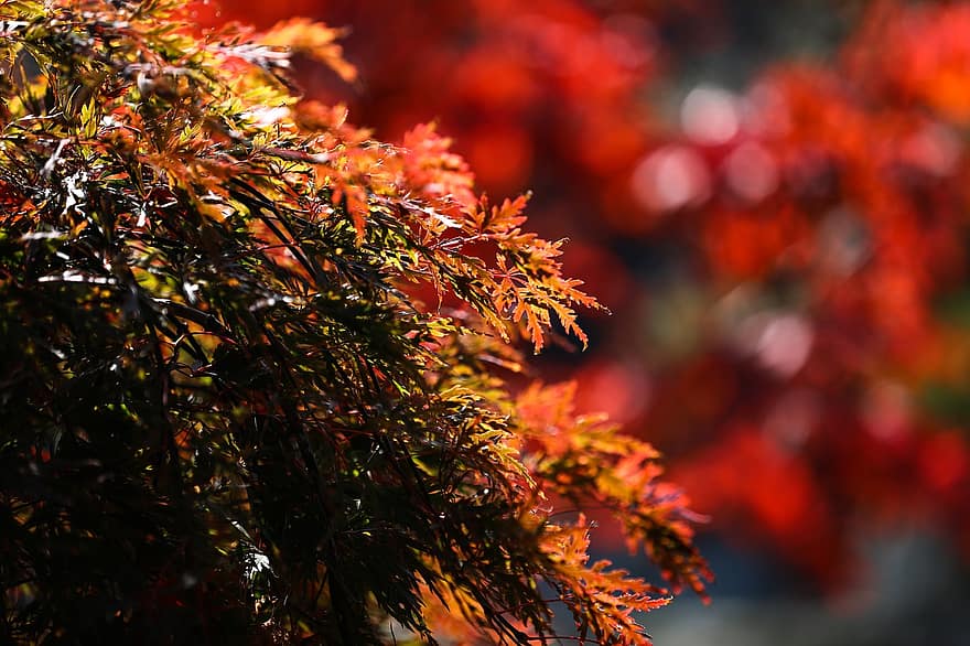 esdoorn-, esdoorn blad, herfst, natuur, bladeren, hout, Japan, tak, japan esdoorn, bordeaux, rood