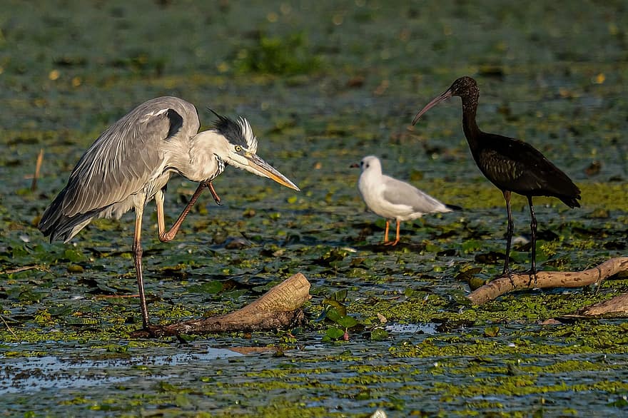 uccelli, airone cenerino, ibis lucido, gabbiano con testa nera, palude, delta del Danubio, birdwatching, natura, acqua