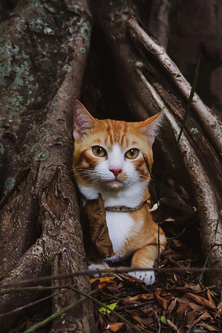 kočka, mourek, kořeny, strom, les, domácí zvíře, zvíře, domácí kočka, Kočkovitý, savec, roztomilý