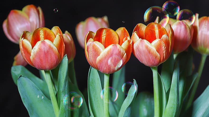 tulipes, flors, bombolles, bouquet, ram de tulipa, primavera, flors de primavera, planta, primer pla
