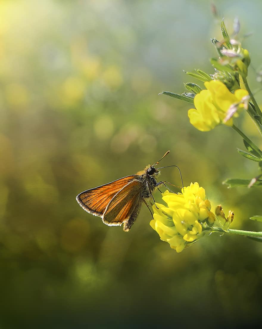 나비, 곤충, 자연, 매크로, 봄, 비행, 화려한, 배경, 꽃, 여름