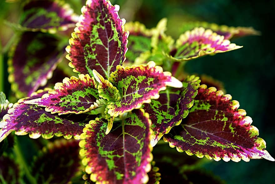 Coleus, Plant, Leaves, Herb, Multi-colored Leaves, Flora, Nature, leaf, close-up, purple, green color