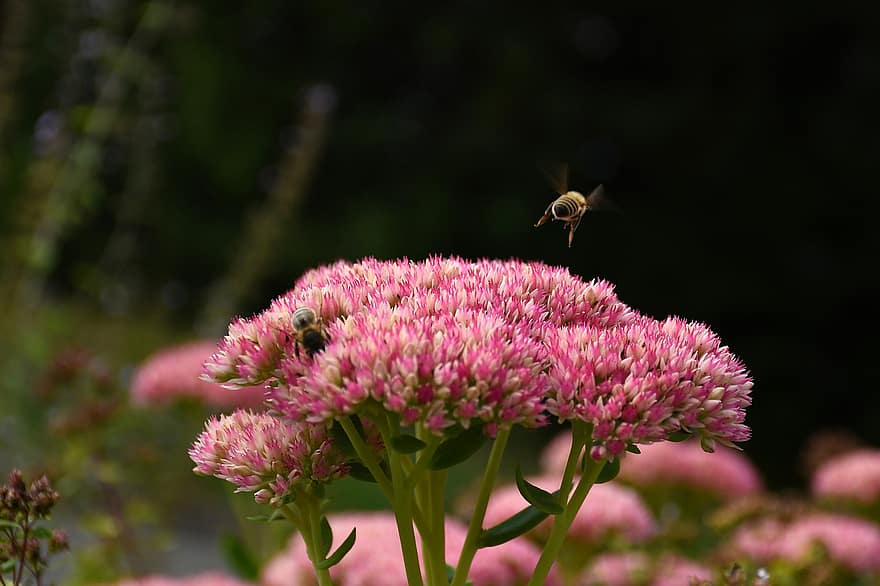 цвете, пчела, едър план, растение, лято, насекомо, макро, зелен цвят, цвят, лилаво, многоцветни