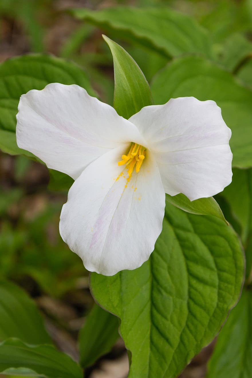 Trillium, floare, plantă, Trillium alb, floare albă, petale, flori sălbatice, a inflori, frunze, primăvară, pădure