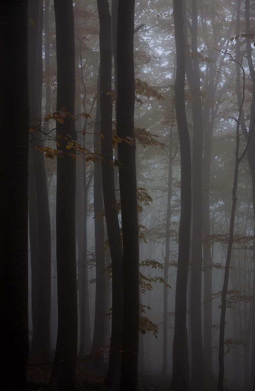 bosque, niebla, naturaleza, paisaje, árbol, otoño, hoja, temporada, rama, misterio, amarillo