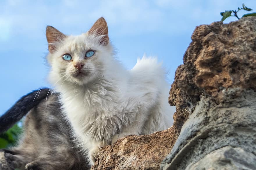 кошка, глаза, домашнее животное, белый кот, кошачьи глаза, пушистый, белый мех, портрет, кошачий, Китти, портрет кота
