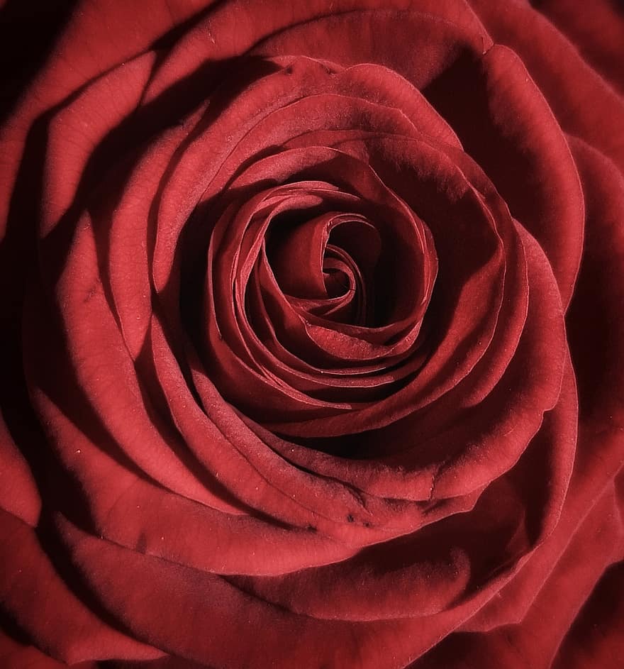 Rose, Blume, rote Rose, Nahansicht, Blütenblatt, Romantik, einzelne Blume, Liebe, Blütenkopf, Pflanze, Blatt