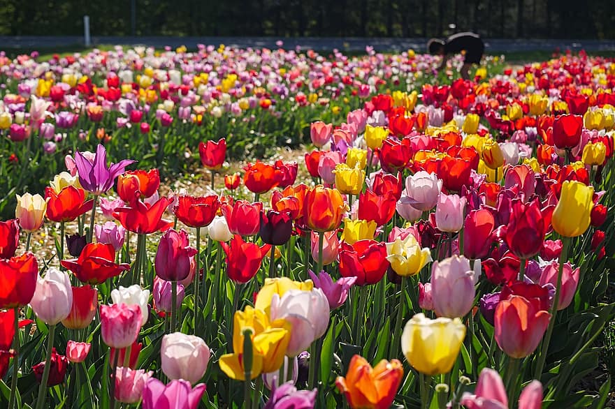 チューリップベッド、チューリップ、花、春、4月、花壇、チューリップ畑、咲く、Tulpenbluete、工場、自然