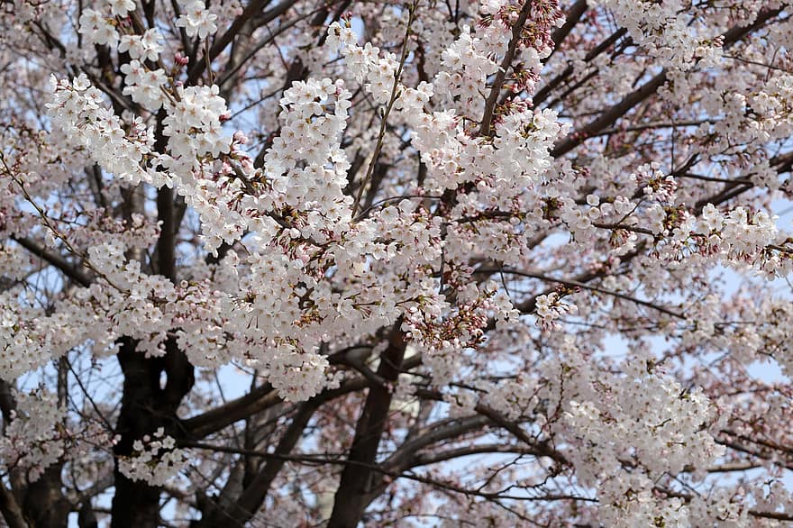 Flors de cirerer, sakura, flors, naturalesa, primer pla, primavera, arbre, branca, flor, planta, temporada