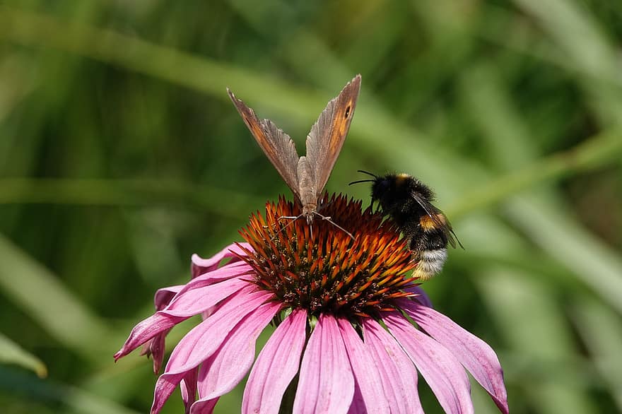 земна пчела, пеперуда, широкопола шапка за слънце, цвете, лято, природа, буболечка, градина, цветя, насекоми, растение