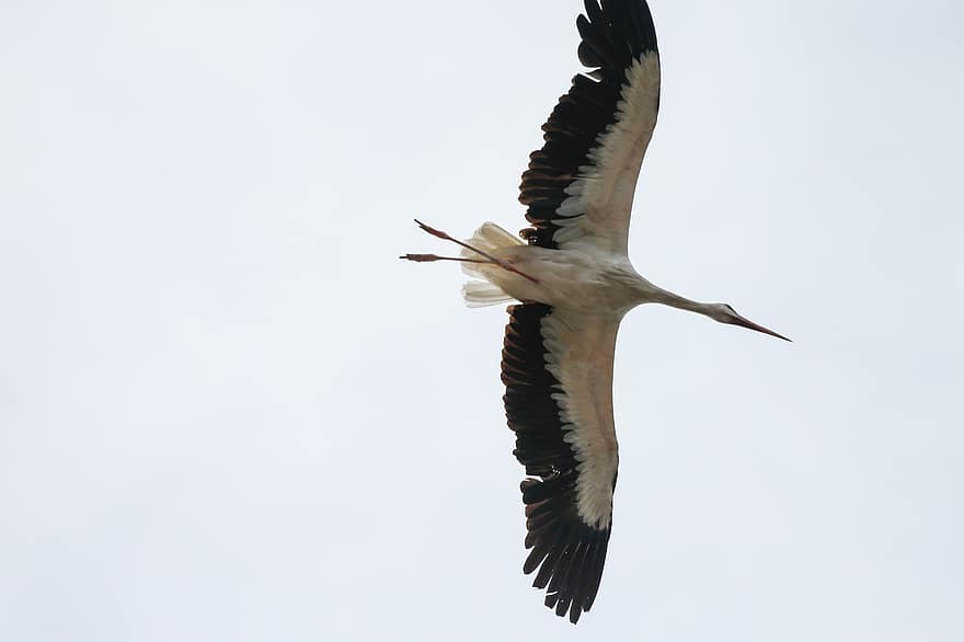 Stork, Bird, Flying, Animal, Species, Bills
