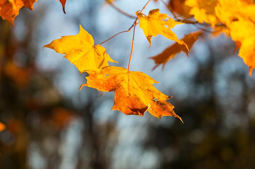 esdoorn-, herfst, bladeren, gebladerte, herfstbladeren, herfst gebladerte, herfstkleuren, herfstseizoen, bladeren vallen, oranje bladeren, oranje blad