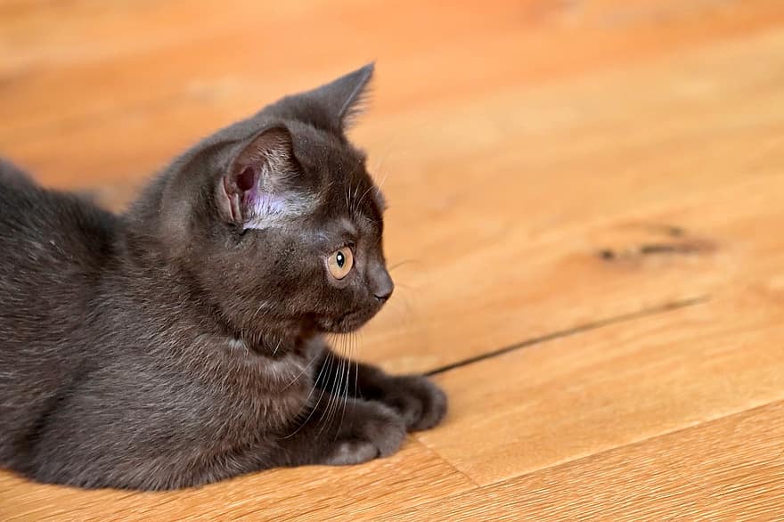 british shorthair, Γάτα, γατάκι, μάτι της γάτας, οικιακή γάτα, χαριτωμένος, μάτια, bernstein, νέος, γλυκός