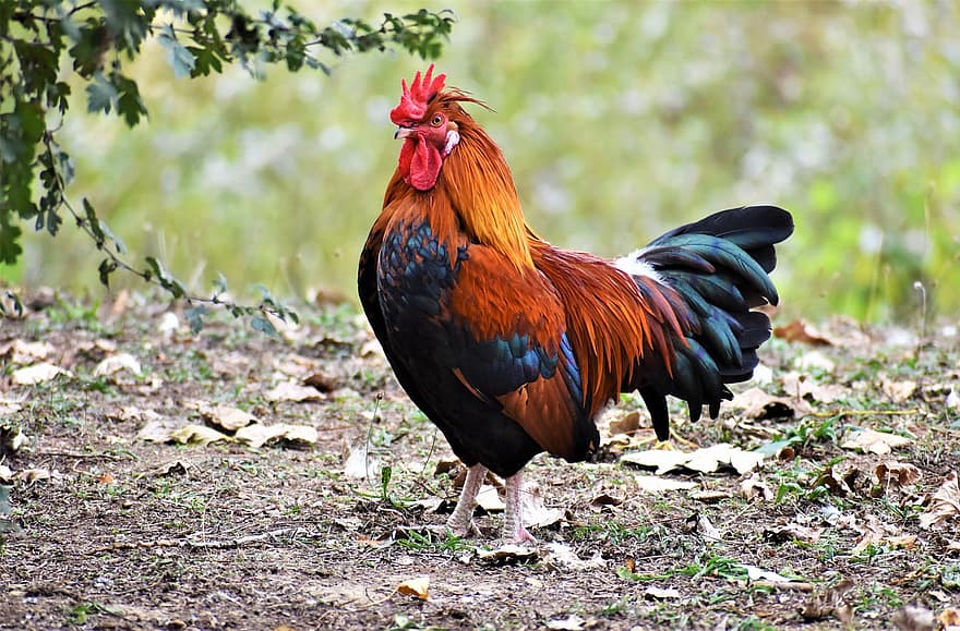 Chicken, Cock, Cockscomb, Rooster, Landfowl, Poultry, Bird, Plumage, Comb, Male, Crow