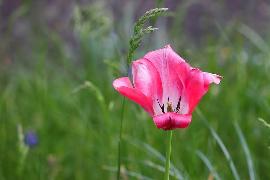 tulipán, květ, rostlina, růžový Tulipán, okvětní lístky, flóra, jaro, zahrada, Příroda, letní, květu hlavy