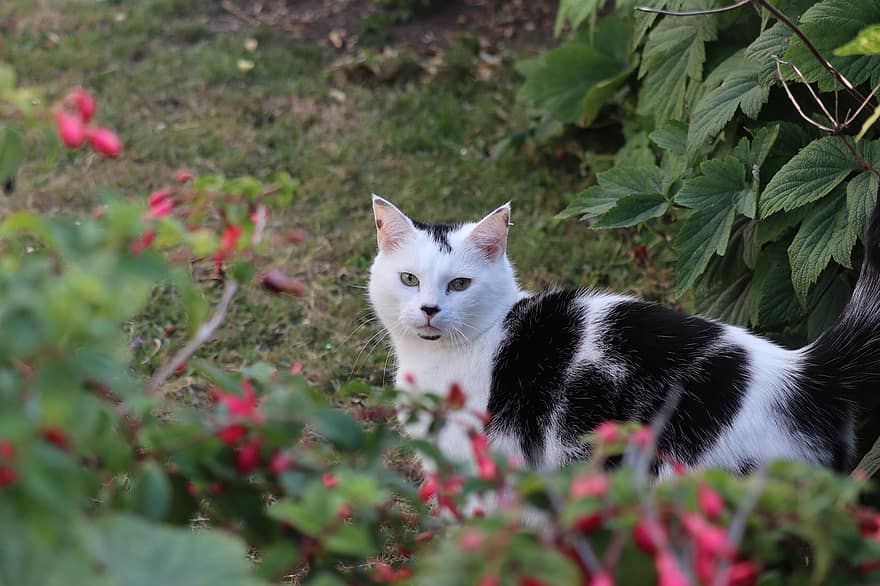 gato, felino, en blanco y negro, linda, animal, hierba