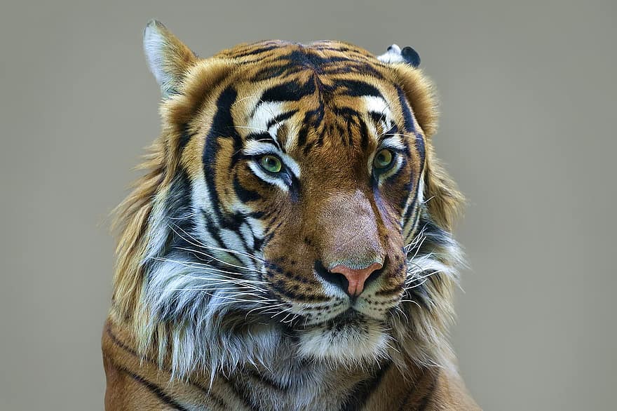 tīģeris, savvaļas kaķis, dzīvnieku, kaķa acis, tabby, portrets, plēsējs, savvaļas