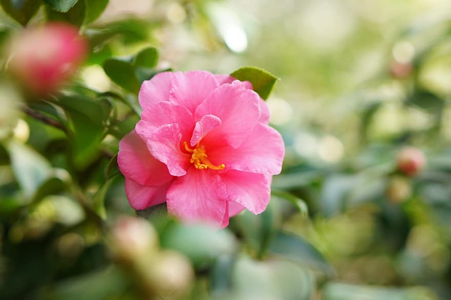 розовый цветок, сад, природа, завод, крупный план, цветок, лист, лепесток, летом, головка цветка, розовый цвет