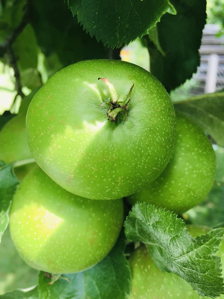 elmalar, meyve, şube, yeşil elmalar, anneanne Smith, yeşil meyveler, Gıda, organik, yapraklar, elma ağacı, ağaç