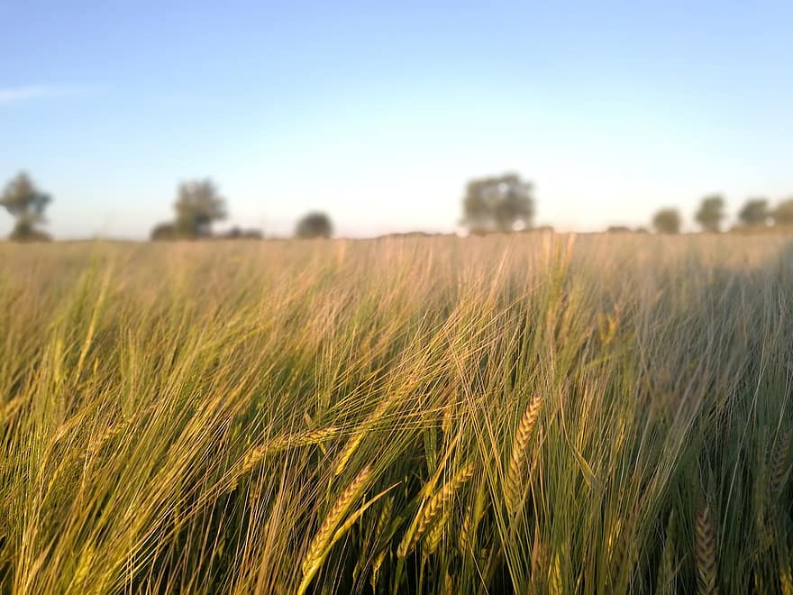поле, ечемик, пшеница, ухо, трева, ливада, лято
