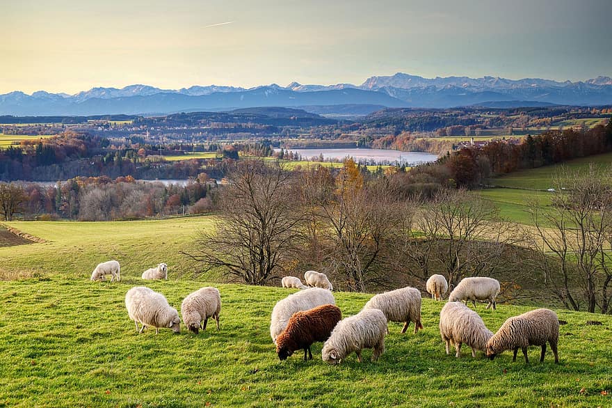 ovelha, rebanho, pasto, Prado, pastar, Alpes, florestas