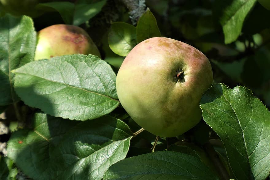 buah, apel, biologis, sehat, menghasilkan, musim gugur, pohon apel