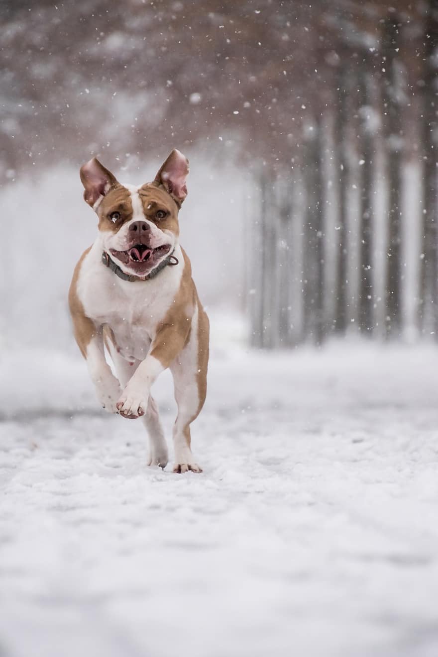 boxer, cão, neve, nevando, animal, cão doméstico, canino, mamífero, fofa, corrida, Toque