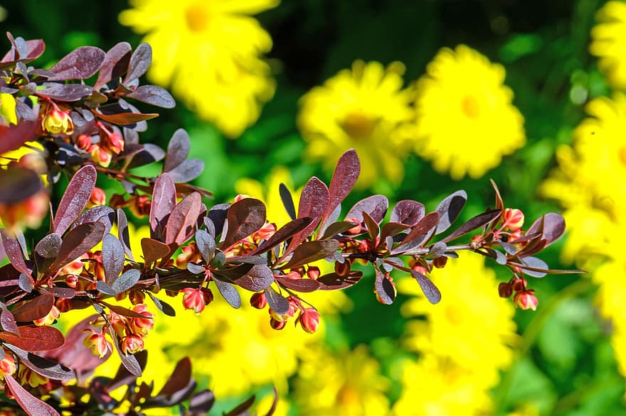 берберис, peucedanum, растение, пружина, разцвет