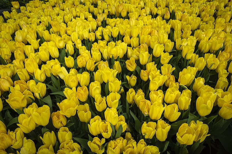 tulipes, fleurs jaunes, tulipes jaunes, jardin, printemps, tulipe, jaune, plante, fleur, feuille, arrière-plans