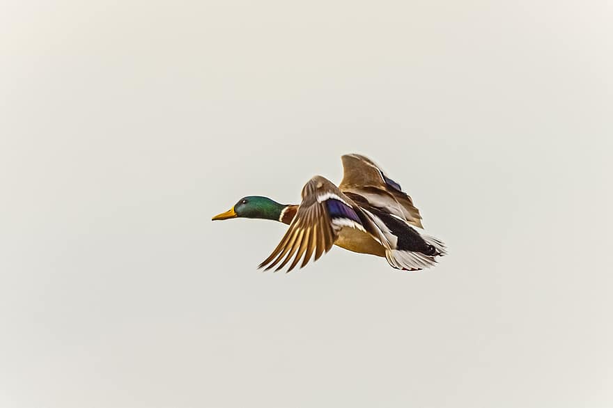 vilt duck, and, fugl, maleri, vinger, flygning, fugletitting, ornitologi, fuglfotografi, vill fotografering, dyreliv