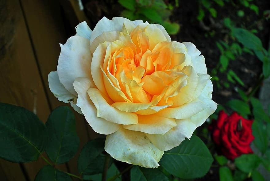 Роза, полное цветение, цветок, чай, природа, завод, красота, лепестки, сад, крупный план