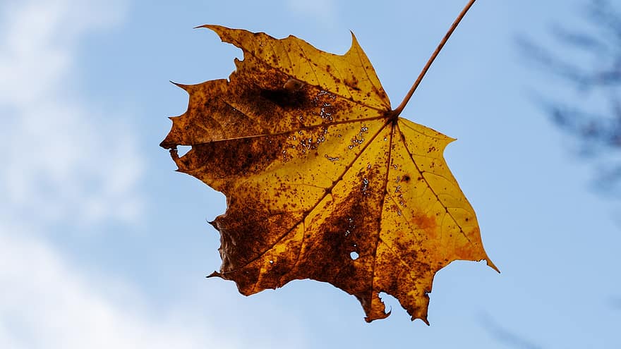 klon, jesień, liść, listowie, jesienne liście, sezon jesienny, spadek liści