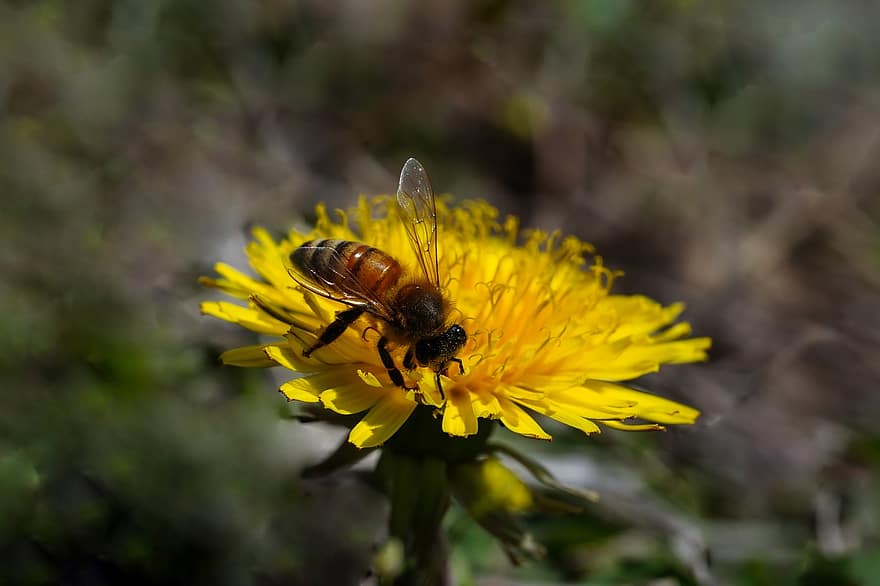 con ong, thụ phấn, cây bồ công anh, côn trùng, côn trùng học, hoa, vĩ mô, hoa dại, mùa xuân, màu vàng, cận cảnh