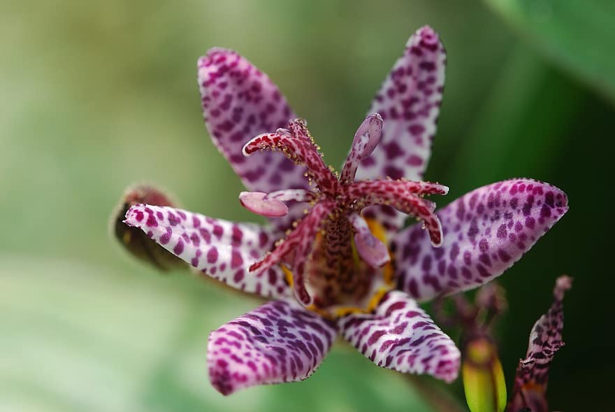 orchidej, květ, okvětní lístky, rostlina, flóra, Příroda