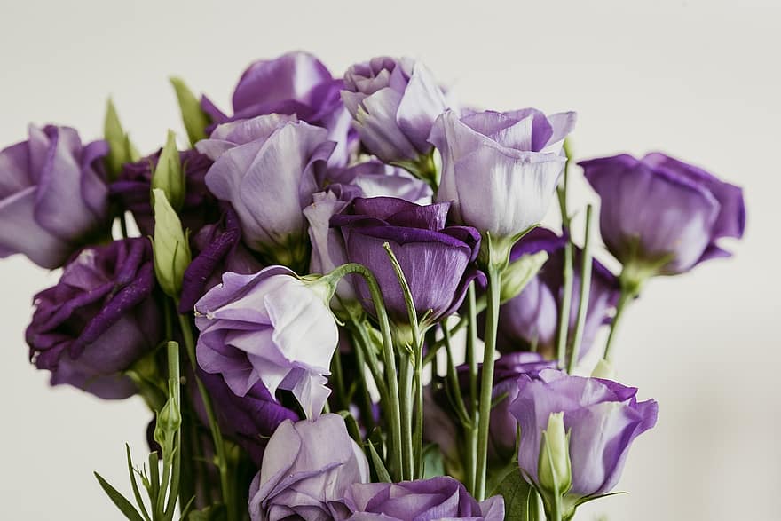 mawar ungu, bunga ungu, buket, karangan bunga, flora, mawar, seikat mawar, seikat bunga, alam, dekorasi, musim semi