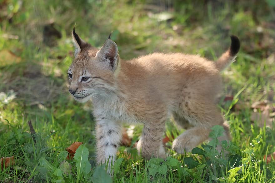 jeune lynx, animal, mammifère, bébé lynx, gros chat, félin, animal sauvage, faune, région sauvage, forêt, la nature