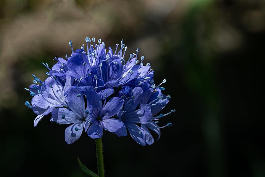 Flores de dedal azuis, flores azuis, jardim, Gilia Capitata, natureza