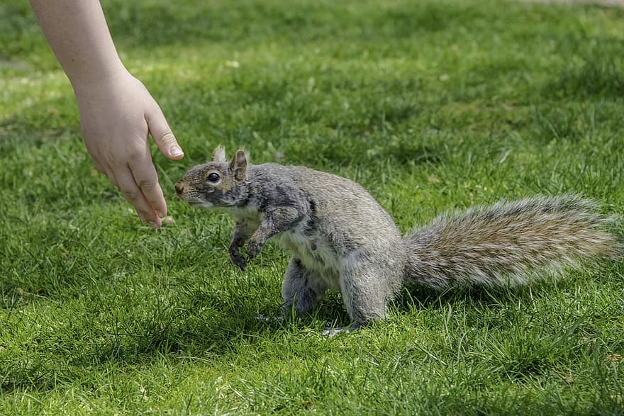 scoiattolo, mano, amichevole, cura, Mohan