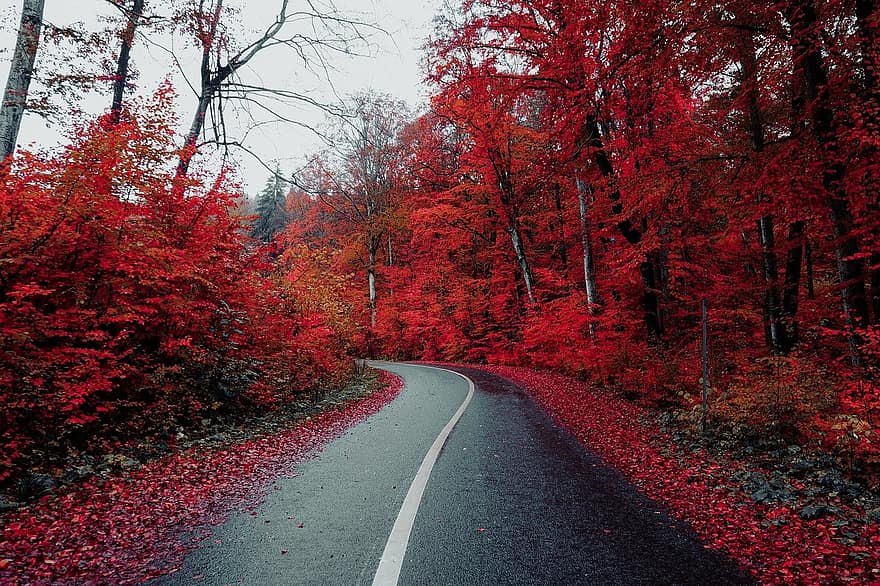 дорога, сільській місцевості, осінь, падіння, проїжджа частина, бруківка, шосе, дерева, ліси, краєвид, ліс