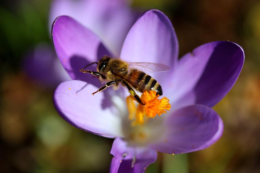 con ong, côn trùng, bông hoa, crocus, thụ phấn, cánh hoa, cây, hoa, mật hoa, vườn, mùa xuân