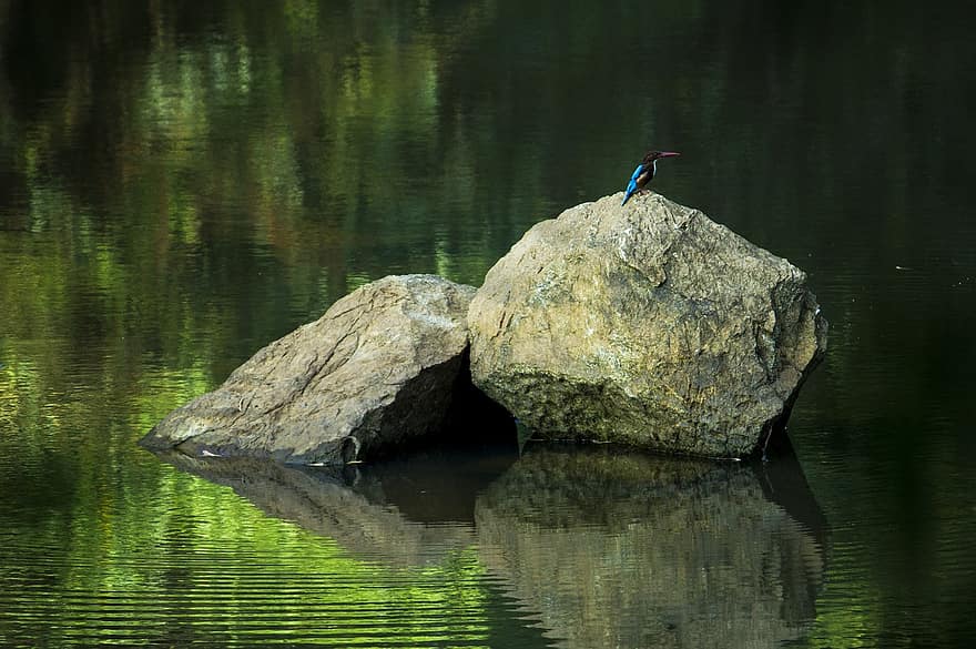 птица, животни, рок, зелен, див, синьо рибарче, езерна птица, сам, цветно животно, цветен, Зелена сама