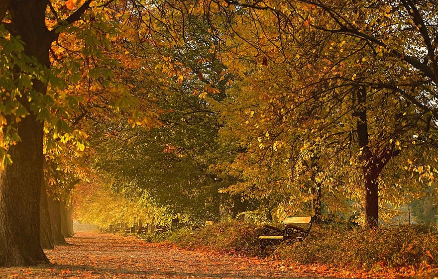 парк, дерева, листя, схід сонця, шлях, осінь, вранці