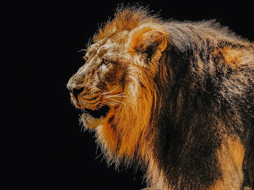 león, felino, gato, Rey, animal, África