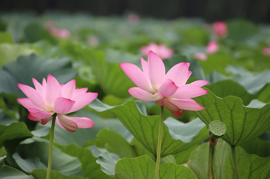 lotus, flors, flors de lotus, flors de color rosa, pètals, pètals de color rosa, florir, flor, planta aquàtica, flora