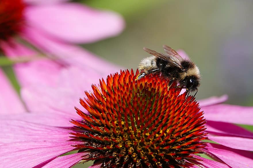 kumbang, bunga, alam, bug, taman, flora, sayap, botani, penyerbukan, madu, serbuk sari