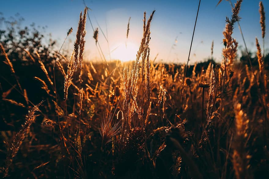 campo, trigo, puesta de sol, Dom, granja, verano, hierba, prado, luz del sol, amanecer, planta