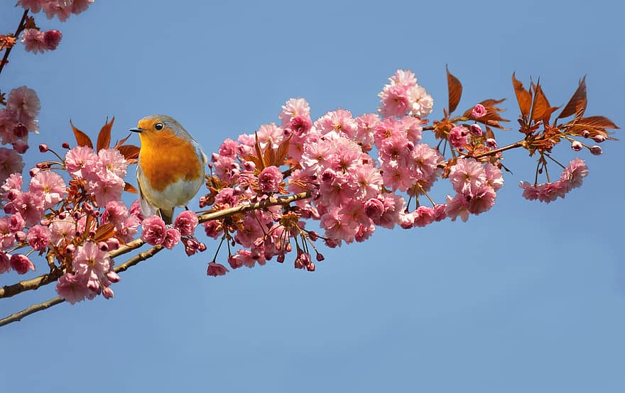 kersenbloesems, Europese Robin, roodborstje, vogel, Japanse kersenboom, Oost-Aziatische kers, de lente, dier, roze bloemen, bloemen, natuur